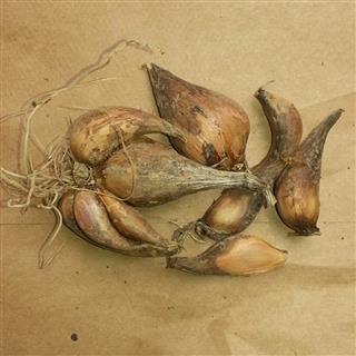 French Grey Shallots 20 Bulbs for Planting or Eating. Great Taste