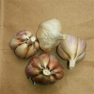 Garlic Sampler Pack - Salvere Garlic Farm
